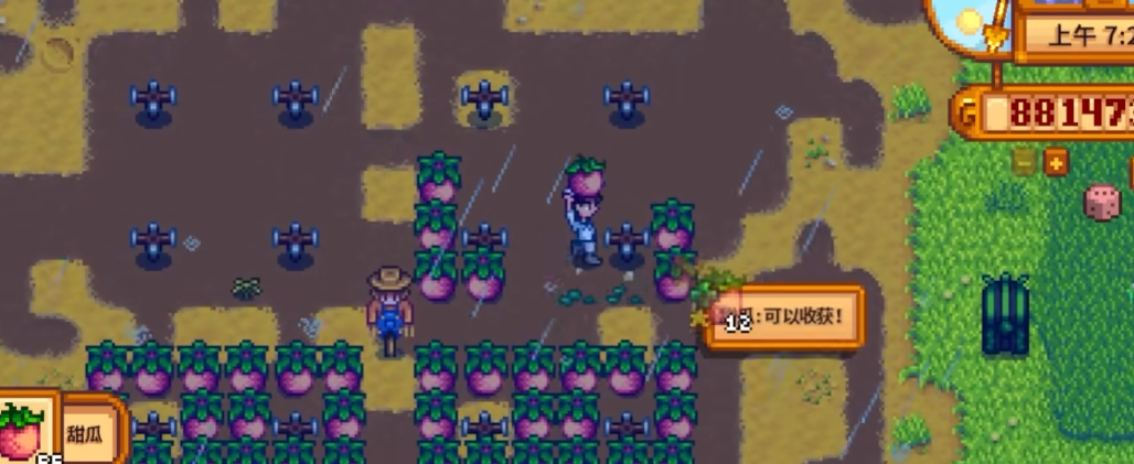 星露谷物语第一个夏天种什么