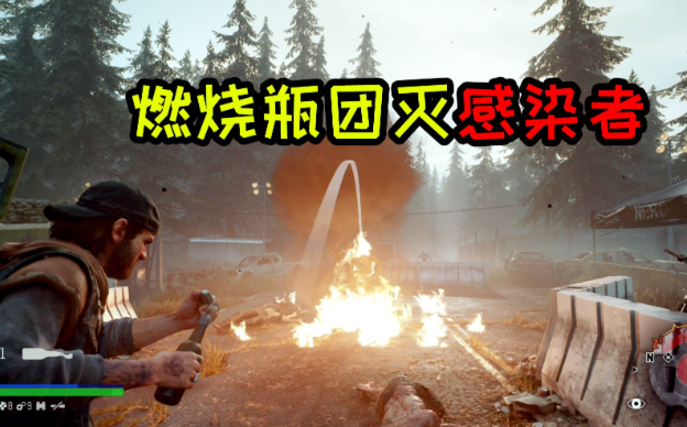 往日不再杉木幼苗在哪